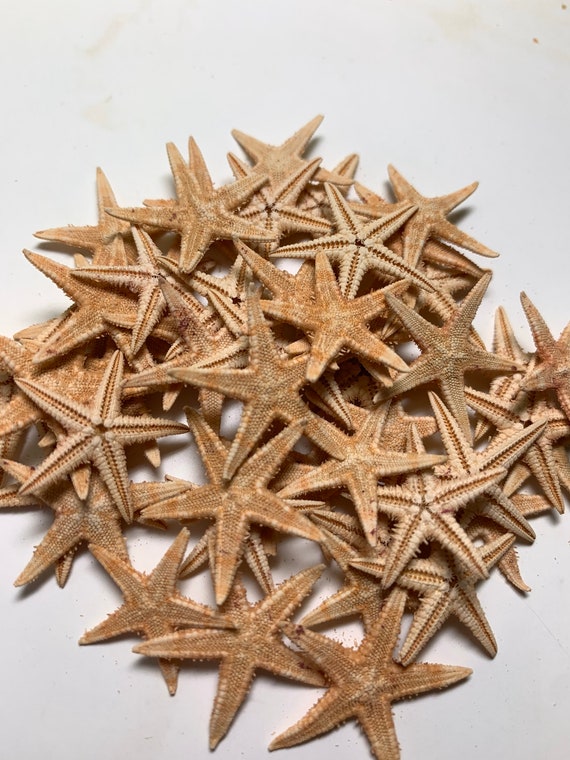 50 Small Starfish for Crafting or Decorating 1/23/4beach Decor Star  Fishstarfish, Starfish for Crafts, Wedding Decor, Real Starfish 