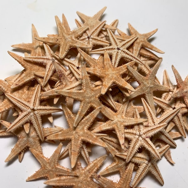 50 Small Starfish for Crafting or Decorating - 1/2”-3/4”Beach Decor star fishStarfish, starfish for crafts, wedding decor, Real Starfish