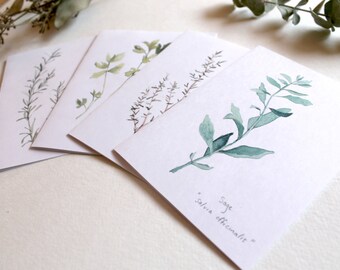 Garden Herb Notecards - Set of 4 Watercolor Herbs: Parsley, Sage, Rosemary + Thyme