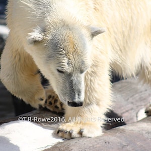 Polar Bear Art Print, Polar Bear Art, Polar Bear Art on Canvas, Canvas, Polar Bear Photography, Nature Photography, Polar Bear Wall Decor