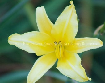 Floral Still Life, Flower Photography, Wall Decor, Wall Art, Home Decor, Still Life Photograph, Floral Art, Yellow Daffodil, Yellow Flower,