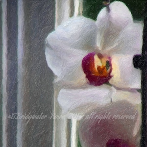 Orchideenpflanze, Orchideenpflanze, Blumen, Blumen, Blumenkunst, Blumenkunst und Dekor, Blumenwand, Blumenwanddekor, Blumendruck, Kunst auf Leinwand