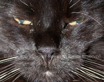 Art de chat noir, impression de chat noir, portrait de chat noir, impression d’art de chat noir, art mural de chat noir, peinture de chat, décor de chat, portrait de chat noir