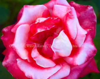 Pink Roses, Pink Rose Art, Floral Wall Art, Floral Decor, Flower Wall Decor, Rose Decor, Flowers, Floral Art Print, Pink Rose Art, Rose Art