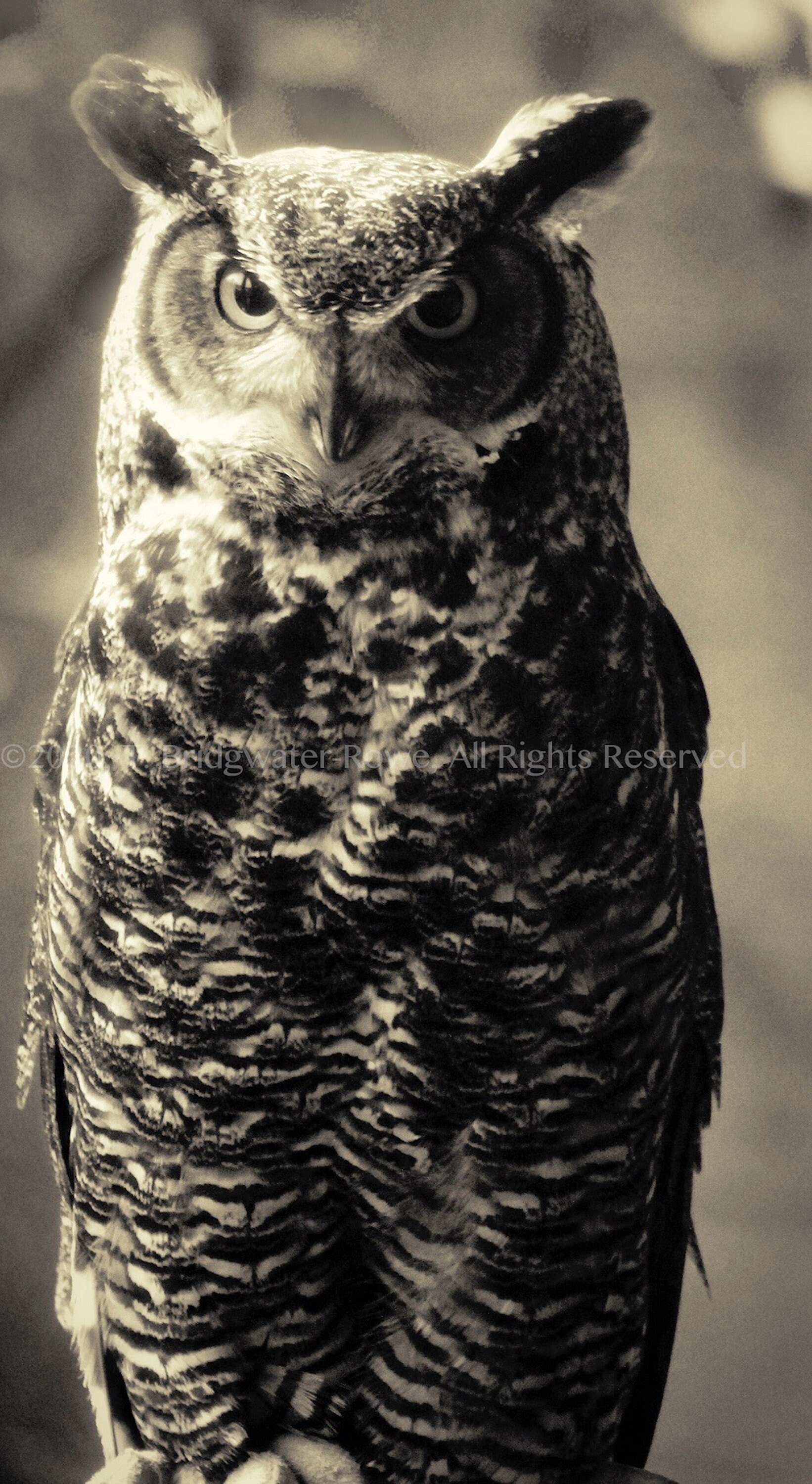 Owl Gift, Owl Decor, Owl Print, Owl Art, Art on Canvas, Canvas Art, Owl Art on Canvas, Animal Art, W