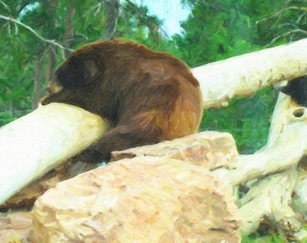Bärendruck, Bärenkunst, Bärnkunst, Naturkunst, Wildtierkunst, Braunbär