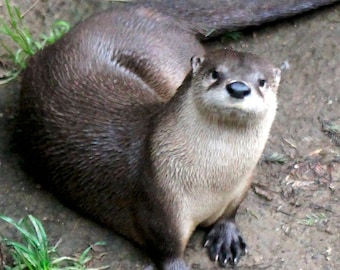 Seeotter, Otter Druck, Seeotter-Kunst, Seeotter-Fotografie, Wildtiere, Wildtierkunst, Naturfotografie, Seeotter-Wanddekor, Ozean-Kunst