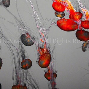 Jellyfish, Jellyfish Print, Jellyfish Decor, Jellyfish Art, Ocean Art, Ocean Decor, Ocean Wall Art, Jellyfish Wall Art, Jellyfish Wall Decor