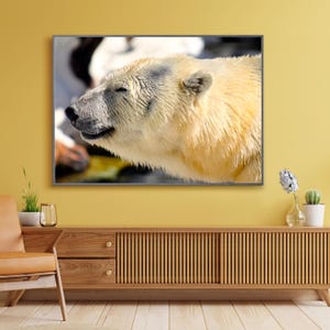 Bear Art, Bear Print, Bear Decor, Polar Bear, Wall Art Print, Color Photo, Polar Bear Print, Wildlife Print, Nature Photograph, Wildlife Art