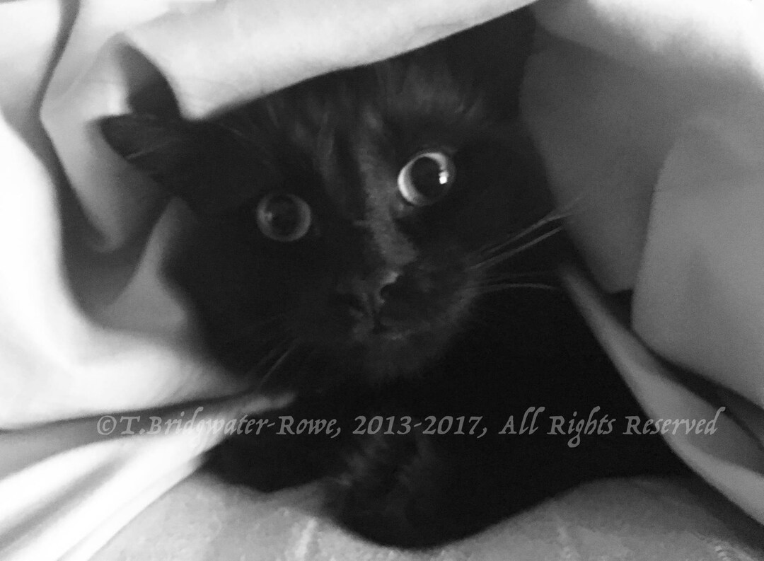 Black Cat Art, Black Cat Print, Black Cat Portrait, Black Cat Art Print