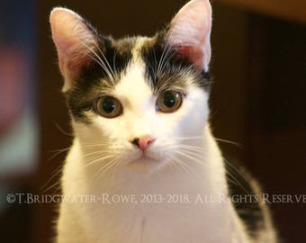 Katzen Liebhaber Geschenk, Katzen, Natur Kunst, Katzenfotografie, Katze Kunstdruck, Katzen Kunstwerk, Geschenk für Katzenliebhaber, Fine Art Print, Katzen Dekor, Katzen Wandkunst