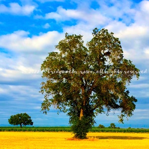 Country Decor, Oak Tree, Tree Art, Country Photography, California Art Print, Country Tree, Nature Photography, Landscape Photography