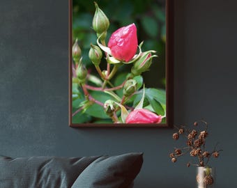 Impresión de rosas, impresión de rosas rosadas, impresiones artísticas, impresión floral, arte floral, decoración de pared floral, arte de pared de rosas, arte floral de pared, fotografía de rosas