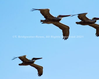 Pelican Print, Pelican Photograph, Bird Art, Bird Decor, Nature Photography, Bird Photography, Pelican Decor, Beach Decor, Flying Birds, Art