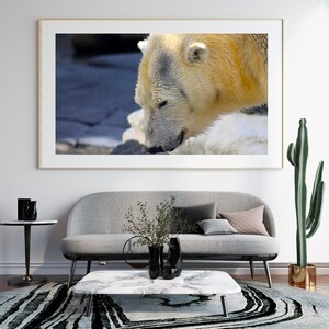 Bear Art, Bear Print, Bear Decor, Polar Bear, Wall Art Print, Color Photo, Polar Bear Print, Wildlife Print, Nature Print, Wildlife Art
