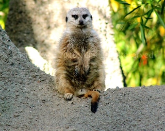 Meerkat Photography, Meerkat Gift, Nature Photography, Nature Print, Canvas Art, Kids Room Decor, Nursery Decor, Zoo Animals, Meerkats, Art