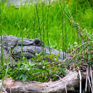 Alligator, Alligator Print, Alligator Art, Alligator Wall Art, Wildlife Photography, Nature Photography, Art on Canvas, Canvas Art, Wildlife
