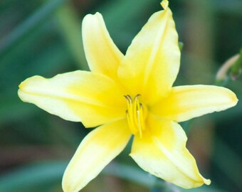Floral Art Print, Canvas Art, Floral Print, Floral Artwork, Floral Decor, Flowers, Floral Wall Art, Flower Art Prints, Yellow Daffodil Art