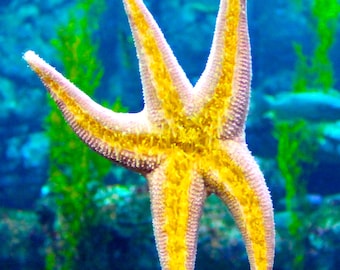Starfish Canvas Art Print, Ocean Home Decor