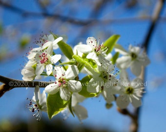 Flores blancas, decoración floral blanca, arte floral, ilustraciones florales, pared de flores, arte floral de pared, arte de pared de flores blancas, decoración de pared de flores