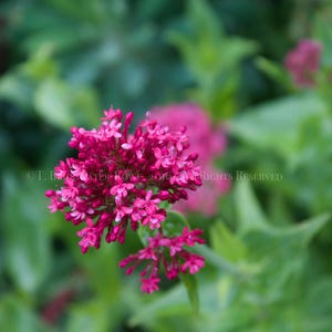 Lila Blumen, Lila Blumendekor, Blumenkunst, Blumenkunstwerk, Blumenwand, Blumenwandkunst, Lila Blumenwandkunst, Blumenwanddekor