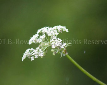 Blumen, Blumenfotografie, Naturfotografie, weiße Blume, weiße Wohnkultur, Blumendrucke, Leinwand auf Kunst, Foto auf Leinwand, Blumendruck