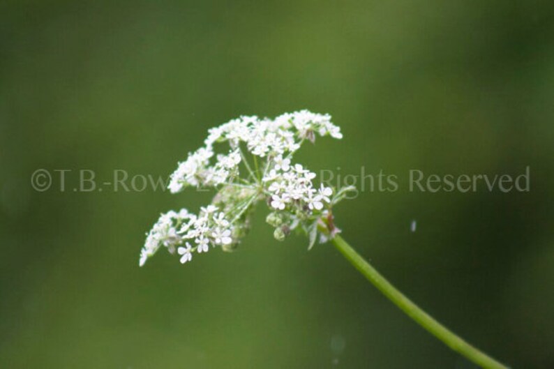 Flowers, Flower Photography, Nature Photography, White Flower, White Home Decor, Floral Prints, Canvas on Art, Photo on Canvas, Flower Print image 1