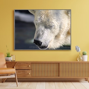 Bear Art, Bear Print, Bear Decor, Polar Bear, Wall Art Print, Color Photo, Polar Bear Print, Wildlife Print, Nature Photograph, Wildlife Art