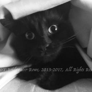 Black Cat Art, Black Cat Print, Black Cat Portrait, Black Cat Art Print, Black Cat Wall Art, Cat Painting, Cat Decor, Black Cat Portrait