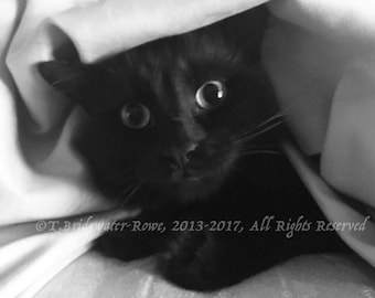 Art de chat noir, impression de chat noir, portrait de chat noir, impression d’art de chat noir, art mural de chat noir, peinture de chat, décor de chat, portrait de chat noir