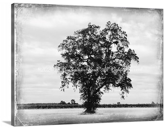 Eiche Landschaft Fotografie, rustikale Schwarz-Weiß Leinwand Kunst (Gallery Wrapped)