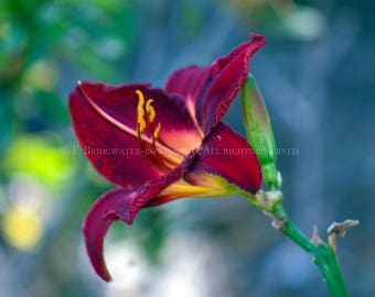 Flores moradas, decoración floral morada, arte floral, obras de arte florales, pared de flores, arte floral de pared, arte de pared de flores rojas moradas, decoración de pared de flores