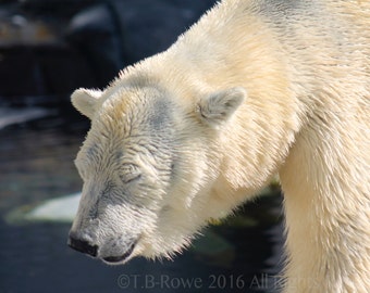 Polar Bear Photography, Kids Room Decor, Bear Art Canvas