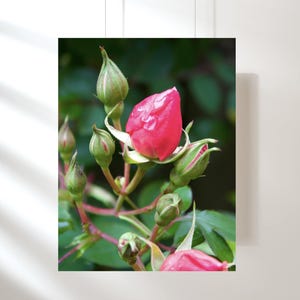 Pink Roses, Rose Art, Floral Artwork, Floral Print, Floral Art Print, Flower Art, Flower Print, Pink Rose Print, Floral Wall Decor, Roses