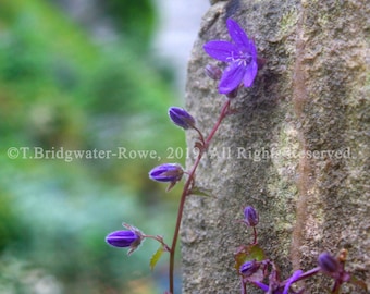 Floral Photography, Nature Photography, Art on Canvas, Canvas Art, Floral Print, Flower Print, Floral Wall Art, Floral Art on Canvas, Purple