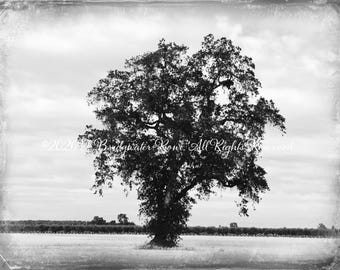 Country Decor, Oak Tree, Tree Art, Country Photography, California Art Print, Country Tree, Nature Photography, Landscape Photography
