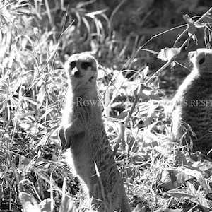 Meerkat Nursery Print, Meerkat Print, Meerkat Charm, Meerkat Art, Meerkat Canvas Art, Kids Decor, Kids Room, Cute Animals, B&W Photography