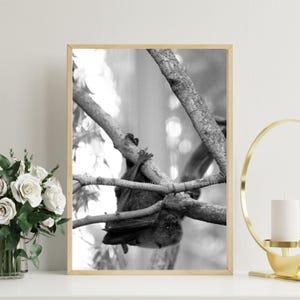 Wildlife Print, Bat Art, Bat Photography, Bats, B&W Photography, Bat Picture, Bat Cave, Bat Wall Art, Nature Art, Bat Photo, Nature Wall Art