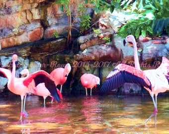 Flamingo Print, Flamingo Party, Flamingo Decor, Bird Photography, Nature Photograph, Flamingo Gift, Flamingo, Flamingo Decor, Art on Canvas