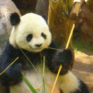 Panda Bear Print, Panda Home Decor, Black & White Decor, Panda Wall Art, Zoo Animal, Panda Wall Art, Free Shipping, Nature Art, Panda Art