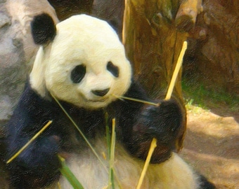 Panda Bär Druck, Panda Wohnkultur, Panda Wandkunst, Zoo Tier, Panda Wandkunst, kostenloser Versand, Natur Kunst, Panda Kunst