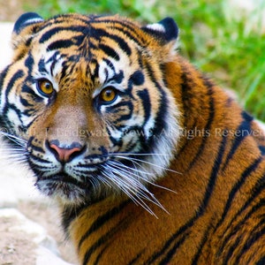 虎のプリント、虎のアート、虎のアートプリント、虎の壁アート、子供の壁アート、虎の装飾、子供部屋の装飾、キャンバスアート、虎のストライプ、キャンバスアート