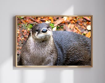 Sea Otter, Otter Print, Sea Otter Art, Sea Otter Photography, Wildlife, Wildlife Art, Nature Photography, Sea Otter Wall Decor, Ocean Art