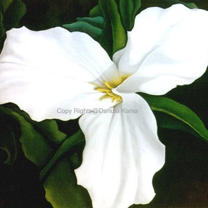 May include: A white trillium flower with a yellow center, painted in a realistic style against a dark green background.