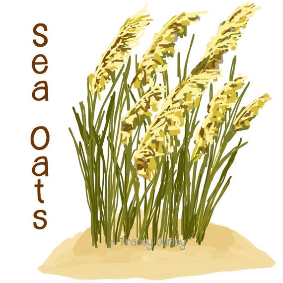 Sea Oats Original Art Sea Oats Clip Art Sea Oats Printable - Etsy