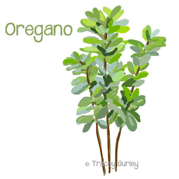 Oregano Original Art Download 2 Files Oregano Clip Art - Etsy Canada