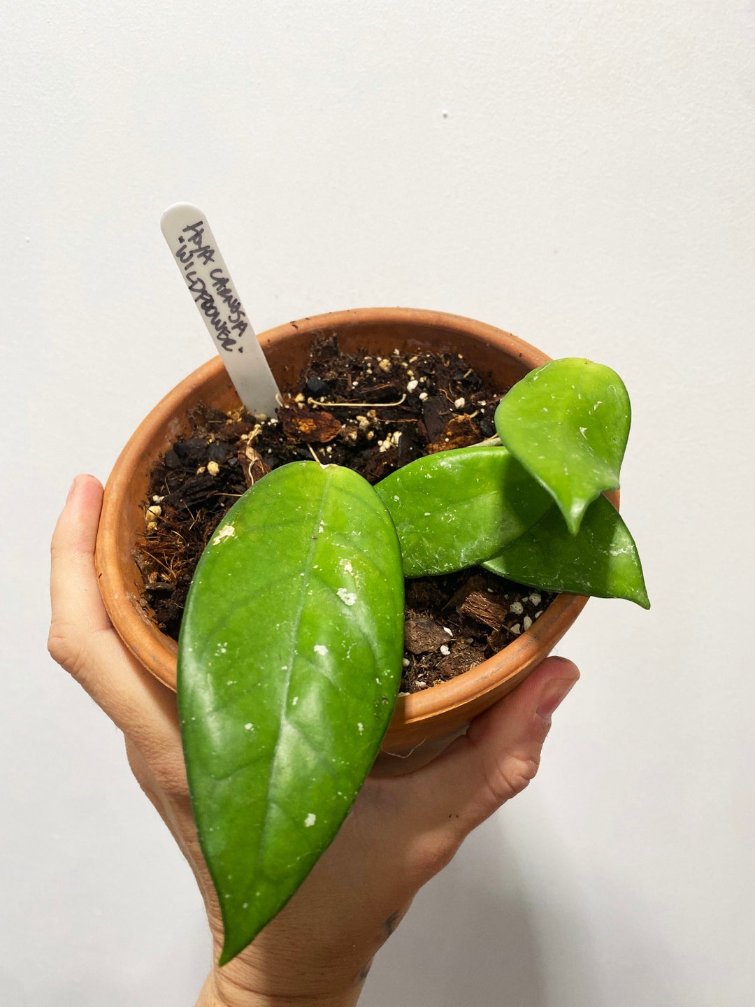 Hoya SMS Wildflower ships Bare Root in Moss Terracotta Pot Etsy