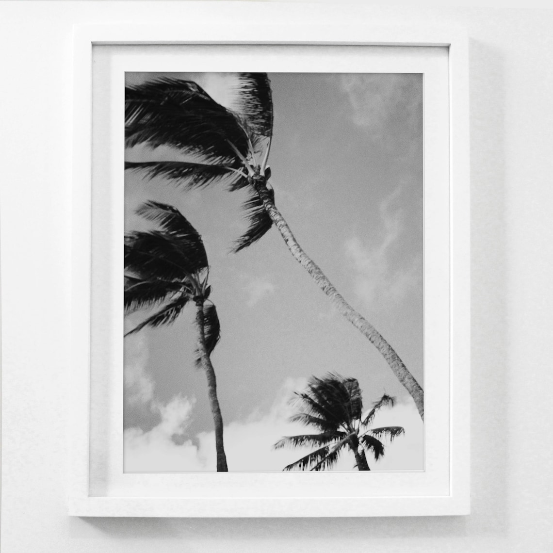 Palm Photography Palm Tree Wall Art Black and White Etsy