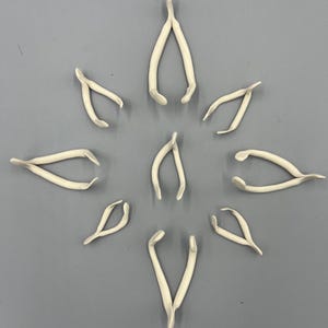 May include: A collection of eleven off-white wishbones arranged in a starburst pattern against a gray background. Each wishbone is curved and has a smooth texture, with a slight variation in size and shape.