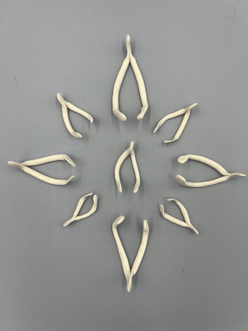 May include: A collection of eleven off-white wishbones arranged in a starburst pattern against a gray background. Each wishbone is curved and has a smooth texture, with a slight variation in size and shape.